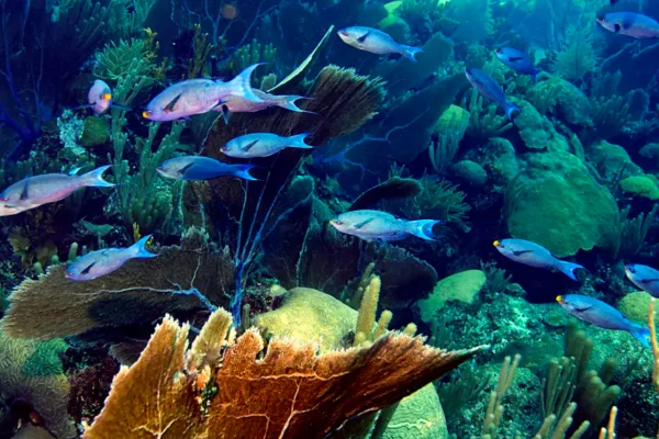 Coral Garden Workshop At Rosewood Bermuda