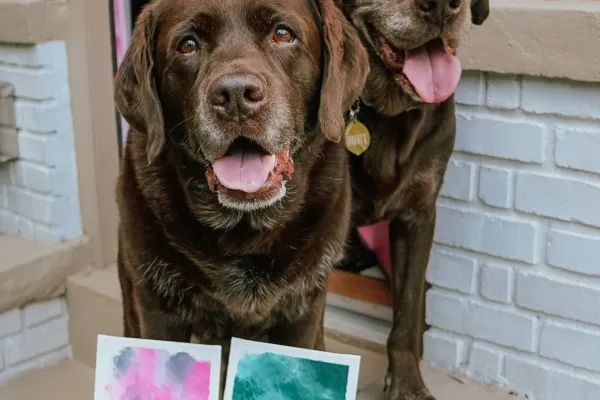 Holistic Bermuda – Dog Painting