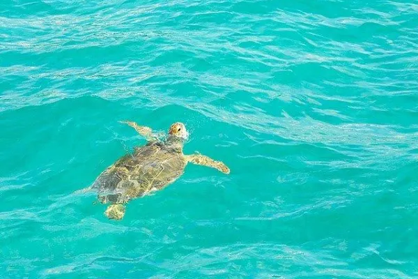 Bermuda Reef Explorer – Reef Explorer3