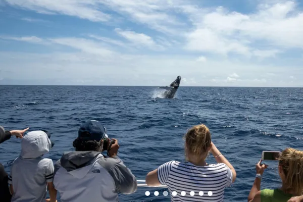 Whale Watching Tours