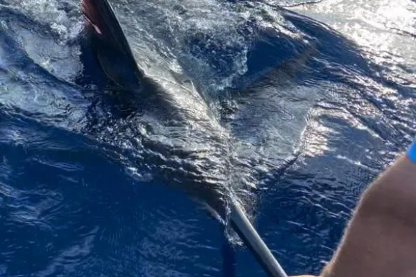 Sea Wolfe Sportfishing – Blue Marlin