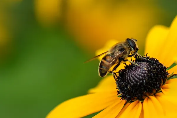 Wild Island Apiaries – Wild Island Apiaries