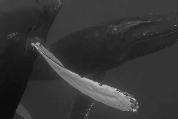 The Humpback Whales Of The Sargasso Sea With Andrew Stevenson
