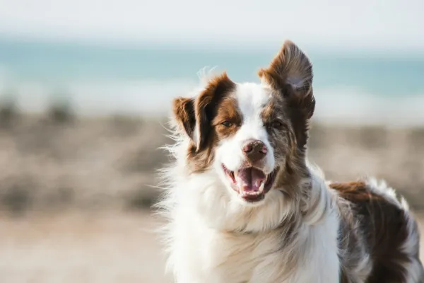 YAPPY HOUR | BARKmuda Day