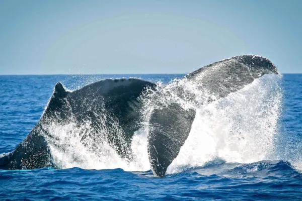 Whale Watching With Island Tour Centre