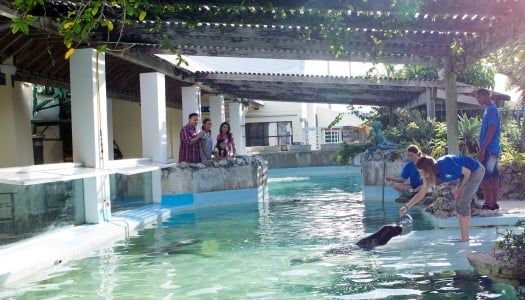 A family visiting the seal exhibit at the Bermuda Aquarium