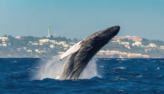 whale breaching