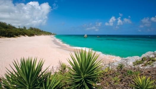 Palms along a white sand beach with turquoise waters