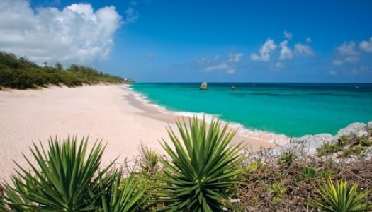 Palms along a white sand beach with turquoise waters 