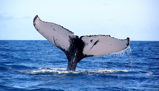 A whale fluke spotted off the coast of Bermuda
