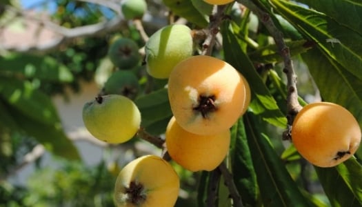 loquats on tree