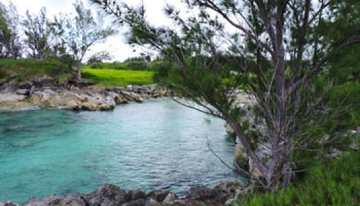 Turquoise water and trees in Cooper's Island Nature Reserve