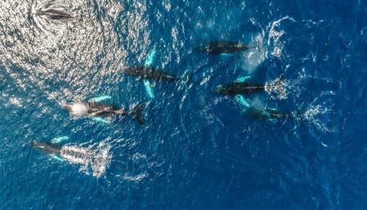 whales swimming