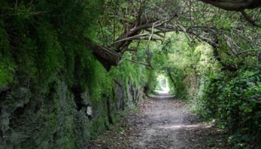 Trees arch over the scenic Railway Trail