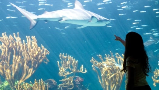 Child pointing at a shark