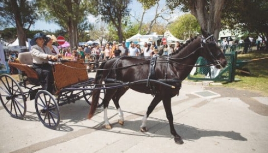 Horse-drawn carriage