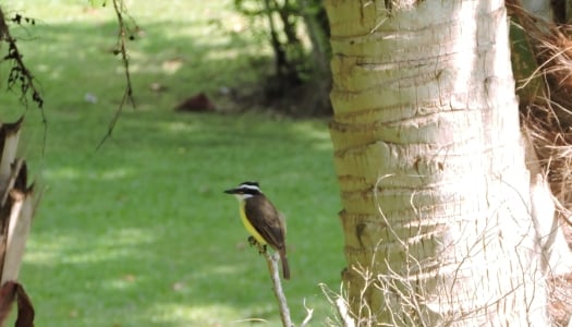 Bird sitting on a branch