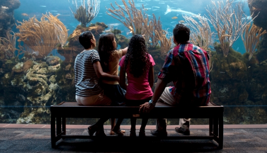 A family at the zoo in Bermuda