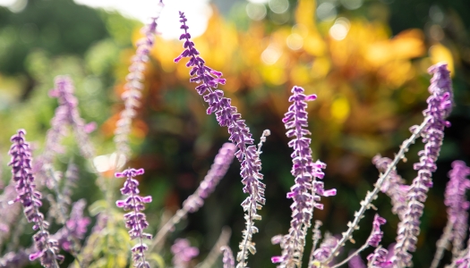 Botanical Gardens in Bermuda