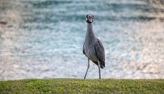 The heron in Bermuda