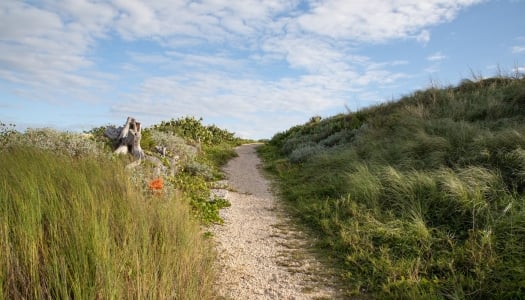 A hiking trail in Bermuda