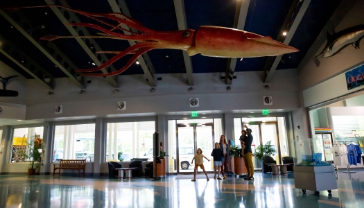 A family is looking up at a model of a giant squid.