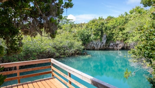 A view of Tom Moores Jungle with a viewing deck overlooking lush greenery and a blue seapool.