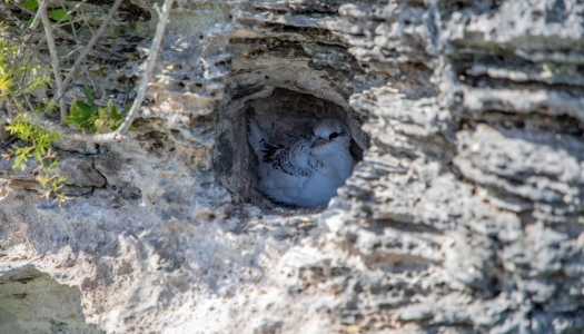 A black and white cahow bird is burrowed in a cliff side. 