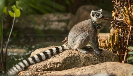 An adult Lemur is staring in the distance.