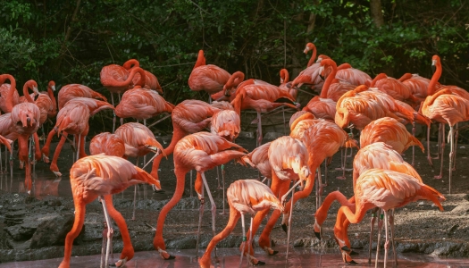 A wide angle of a flock of brightly coloured flamingos.