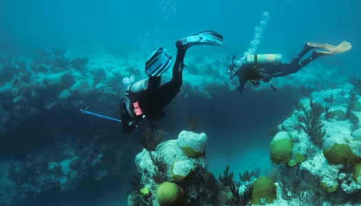 Two people are scuba diving.