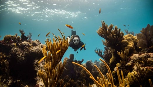 A woman is snorkelling surrounded by coral.