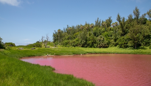 A pond has turned bright pink.