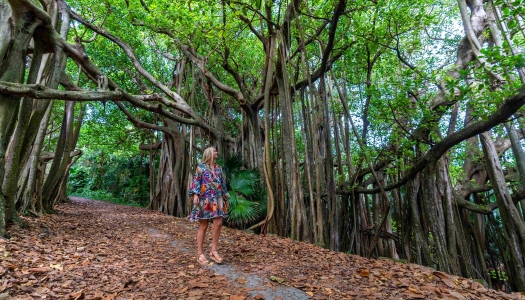 A woman is walking under banyan trees.