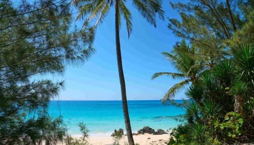 A secluded beach surrounded by lush greenery and an empty beach.