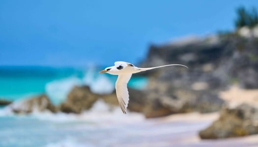 A close up of a Bermuda longtail flying near the cliffs.