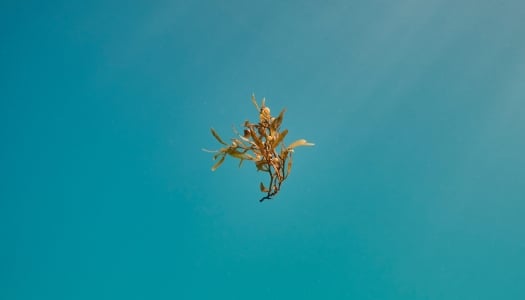 Bermuda Sargassum floating through the water.