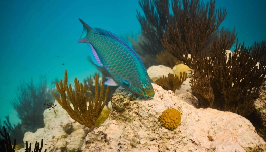 A blue and purple parrotfish is eating coral.