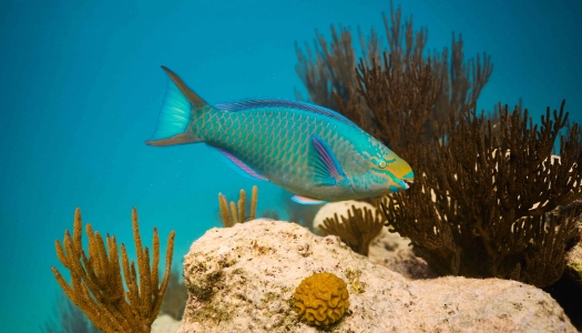 A close up of a Bermuda Parrotfish.