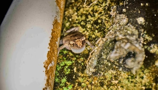 A close up of a Bermuda tree frog that is smaller than a hand.