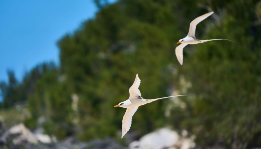 Two Bermuda longtails are flying by a cliff side.