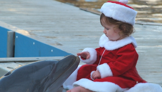 A little girl is sitting by the dock in a santa outfit with a dolphin touching her hand.