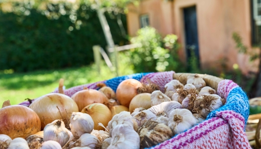 Bermuda Onions and garlics.