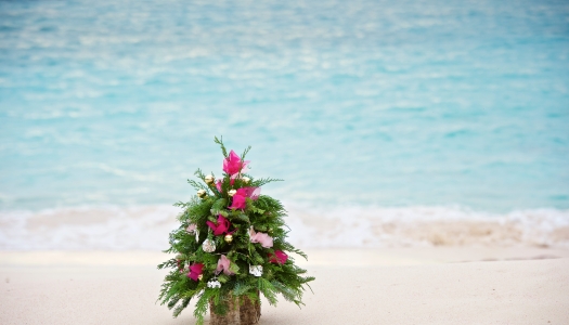 A little Christmas tree is by the beach.