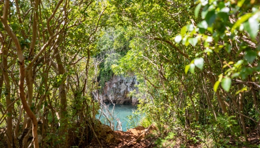 Trail view of Tom Moore's Jungle with blue hole.