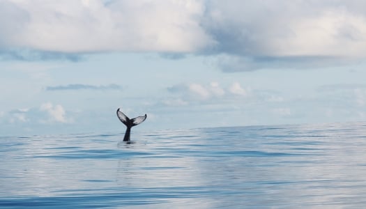 A whale tail is pocking out of the water off of Bermuda.