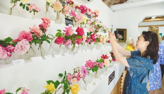A woman is taking a photo of bloomed colourful flowers.