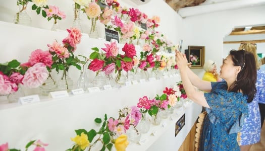 A woman is taking a photo of bloomed colourful flowers.