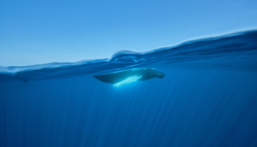 A whale is swimming in the water.