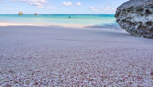 close of of warwick long bay pink sand.